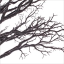 Albero Vienna H230 Nero