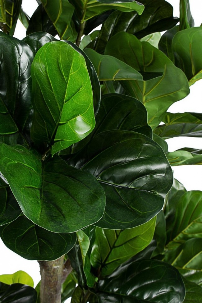 Decorazione casa pianta Ficus Lyrata con vaso - Altezza 190 cm