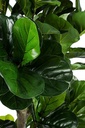 Decorazione casa pianta Ficus Lyrata con vaso - Altezza 190 cm