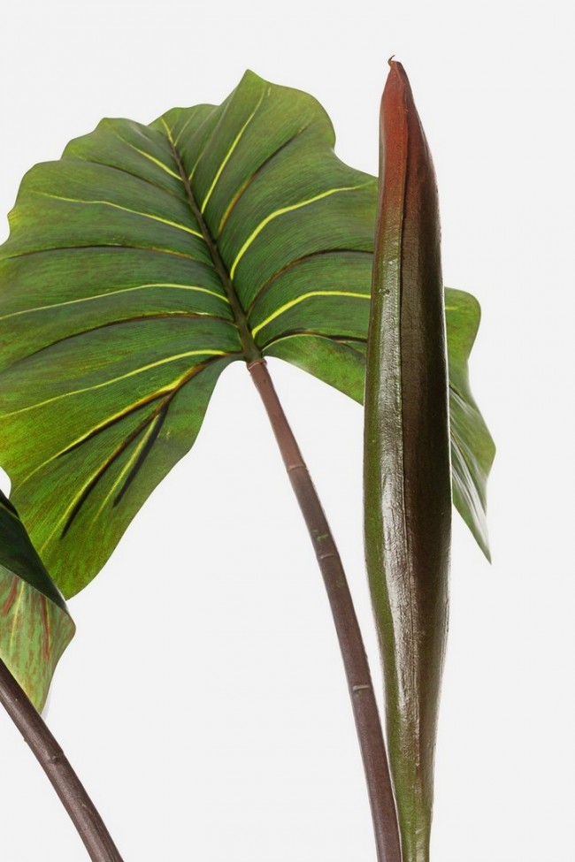 Pianta decorativa 10 foglie Dieffenbachia - Samnite