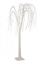 2x Albero Salice Bia Irid H120