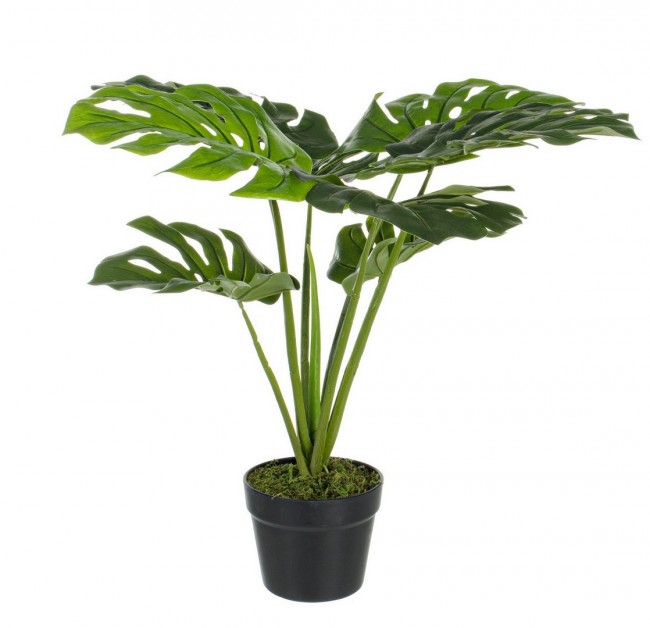 4x Pianta Filodendro C-Vaso 8Foglie H60Cm