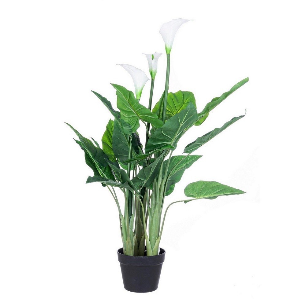 Pianta Calla con Vaso, 27 Foglie, Altezza 100 cm