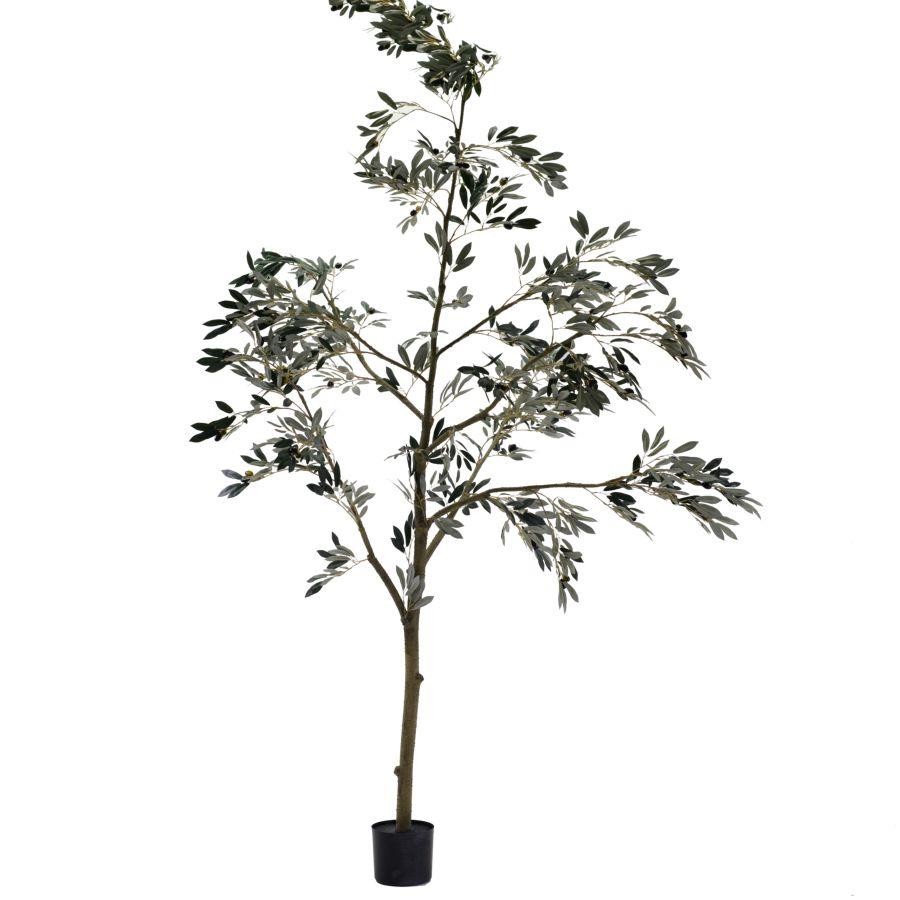 Pianta di ulivo con vaso - Altezza 243,8 cm