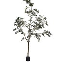Pianta di ulivo con vaso - Altezza 243,8 cm
