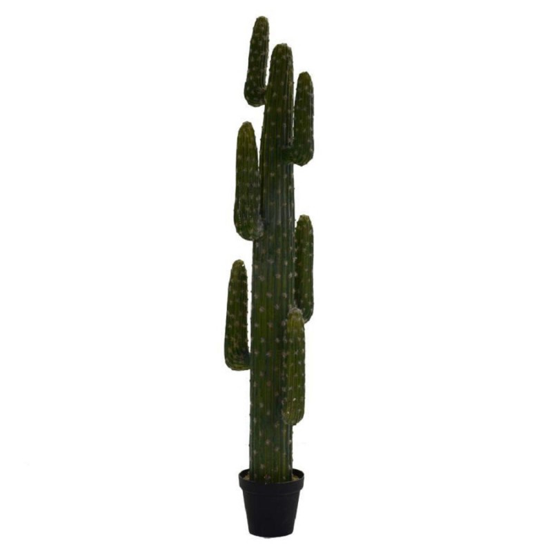 Piante cactus messicano con vaso nero 40x183 cm