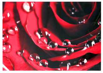Quadro Dettaglio Rosa Rossa YC-1404 80x60x2,8 cm