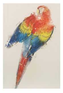 Quadro pappagallo cm. 60 x 90