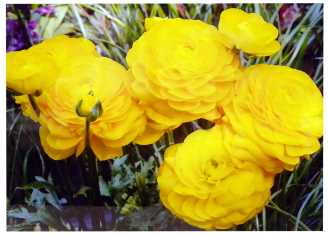 Quadro ranuncoli gialli yc-1454 80x60 cm