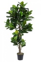 Decorazione casa pianta Ficus Lyrata con vaso - Altezza 190 cm