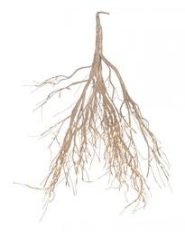 [S-B0934586] 2x Fascio Beam 180Led Cha Classic C-Gl Ip20