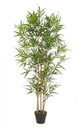 [S-B0172385] 2x Pianta Bamboo C-Vaso H155Cm