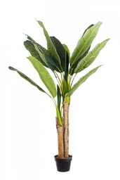 [S-B0172471] 2x Pianta Banano C-Vaso 14Foglie H135