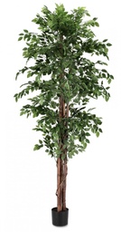 [S-B0172847] 2x Pianta Banyan C-Vaso 2480Foglie H210