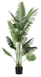 [S-B0172839] 2x Pianta Kenzia C-Vaso 20Foglie H180