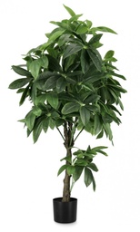 [S-B0172862] 2x Pianta Pachira Aquatica C-Vaso 360F H160