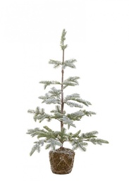 [S-B0934559] 2x Pino Peralba Innevato H85