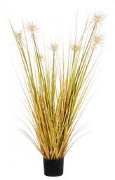 [S-B0172477] 4x Pianta Deserto Paglia C-Vaso X7F H120