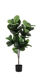 [S-B0172843] 4x Pianta Ficus Lyrata C-Vaso 72Foglie H120
