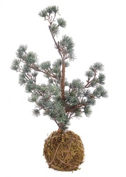 [S-B0937150] 4x Pino Kokedama Arctic Ghiacciato H50