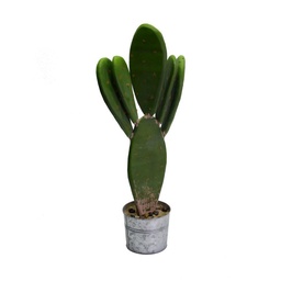 [S-V3628780000] Pianta di cactus con vaso tondo ø12x22 cm