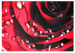[S-V9174650000] Quadro Dettaglio Rosa Rossa YC-1404 80x60x2,8 cm