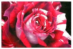 [S-V9174710000] Quadro Rosa Rossa YC-1461 cm. 80 x 60 x 2,8