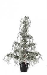 [SAM-B0939851] Pino Collalto Innevato H120 - Samnite
