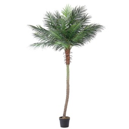 [SAM-B0172726] pianta palma c-vaso 21foglie h300 - Samnite